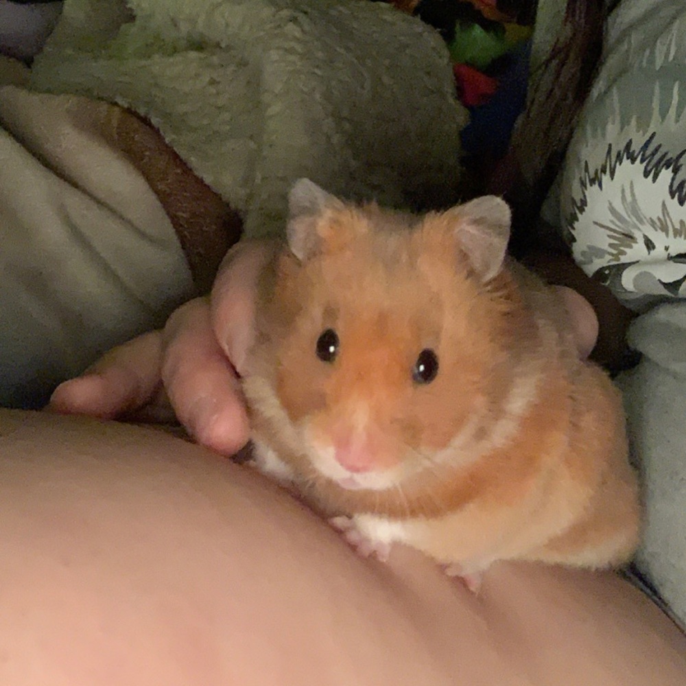 NFS - Picture 2 of 3